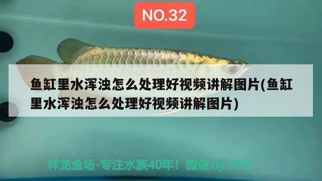 魚缸里水渾濁怎么處理好視頻講解圖片(魚缸里水渾濁怎么處理好視頻講解圖片)