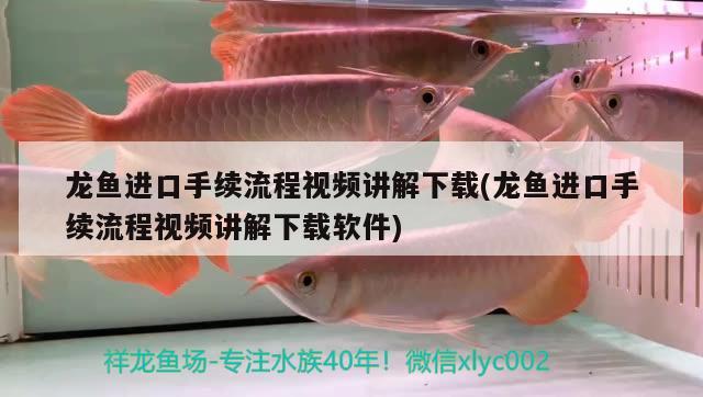 龍魚進(jìn)口手續(xù)流程視頻講解下載(龍魚進(jìn)口手續(xù)流程視頻講解下載軟件) 觀賞魚進(jìn)出口