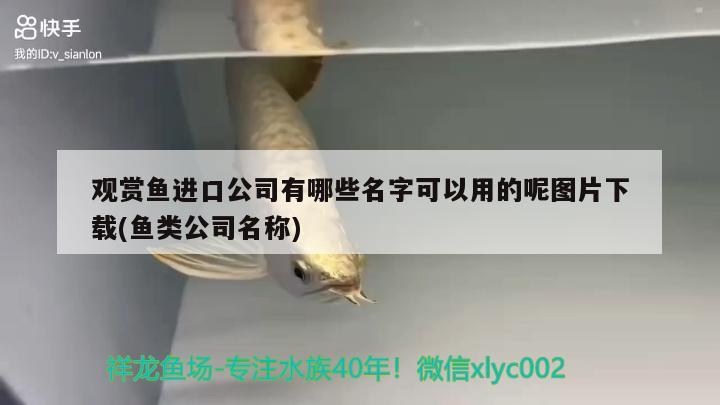 觀賞魚進口公司有哪些名字可以用的呢圖片下載(魚類公司名稱) 觀賞魚進出口