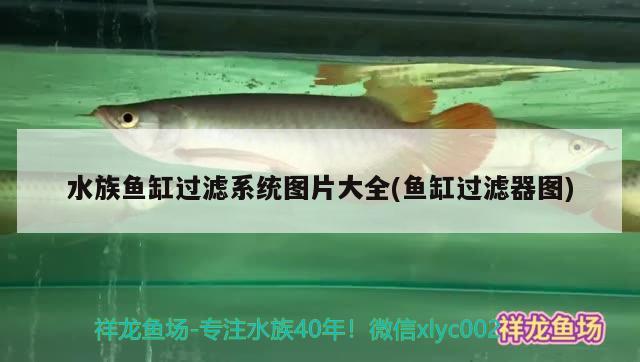 大蘇打魚缸放多少鹽好養(yǎng)魚（大蘇打魚缸放多少鹽好養(yǎng)魚視頻） 廣州觀賞魚批發(fā)市場 第2張