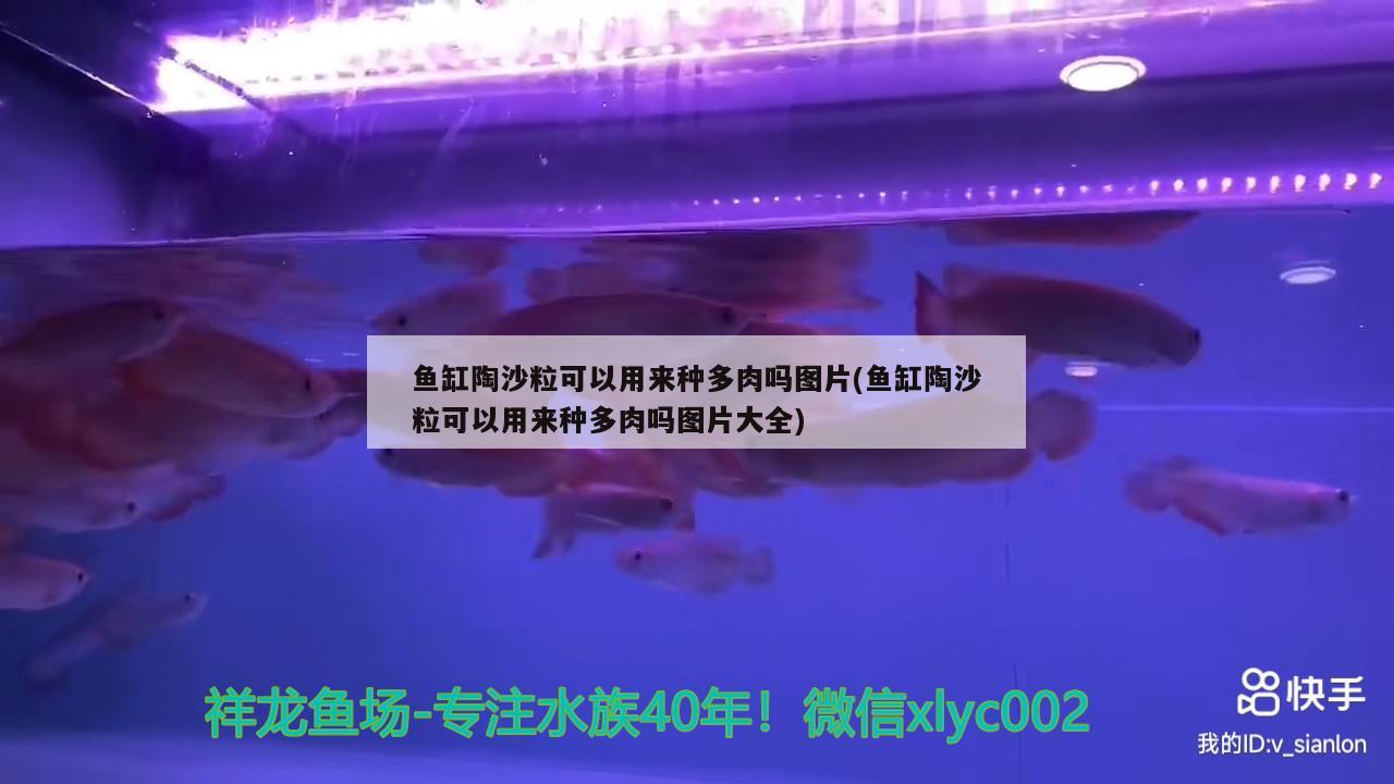 龍魚怎么養(yǎng)及喂養(yǎng)技巧，龍魚為什么不能放生 觀賞魚 第3張