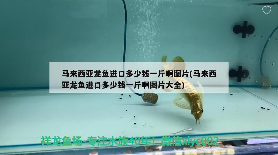 馬來西亞龍魚進口多少錢一斤啊圖片(馬來西亞龍魚進口多少錢一斤啊圖片大全) 觀賞魚進出口