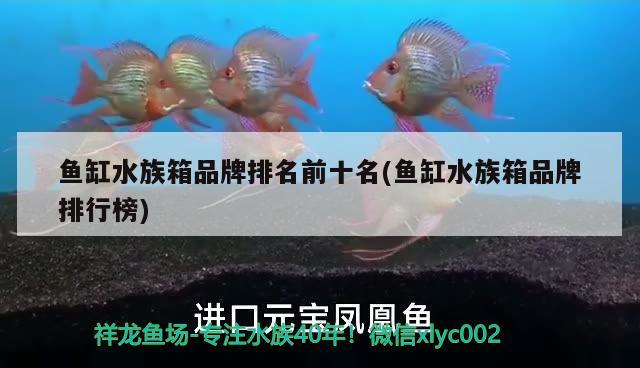 蘇州龍魚批發(fā)市場（蘇州龍魚批發(fā)市場在哪里）