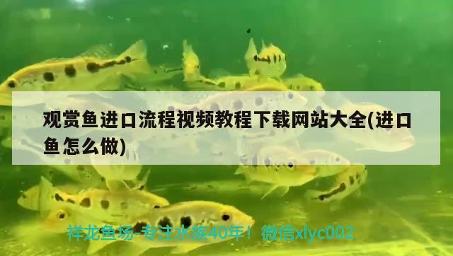 觀賞魚進口流程視頻教程下載網(wǎng)站大全(進口魚怎么做) 觀賞魚進出口