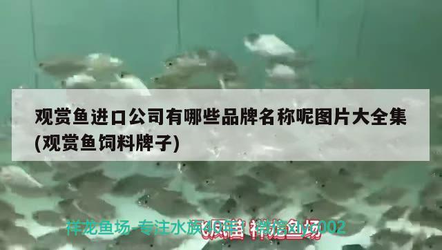 觀賞魚進口公司有哪些品牌名稱呢圖片大全集(觀賞魚飼料牌子)