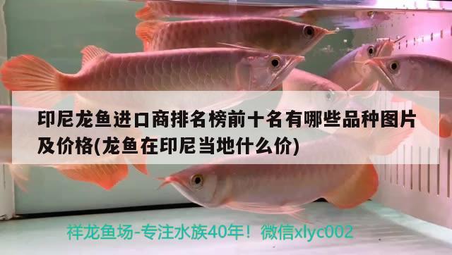 郴州觀賞魚水族館電話多少號(hào)（郴州水族市場在哪里） 養(yǎng)魚知識(shí) 第2張