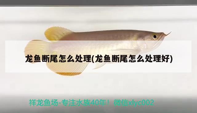 龍魚斷尾怎么處理(龍魚斷尾怎么處理好) 養(yǎng)魚知識