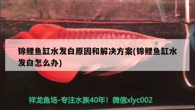 錦鯉魚缸水發(fā)白原因和解決方案(錦鯉魚缸水發(fā)白怎么辦) 馬拉莫寶石魚苗