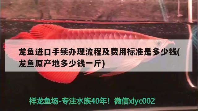 龍魚(yú)進(jìn)口手續(xù)辦理流程及費(fèi)用標(biāo)準(zhǔn)是多少錢(qián)(龍魚(yú)原產(chǎn)地多少錢(qián)一斤) 觀賞魚(yú)進(jìn)出口