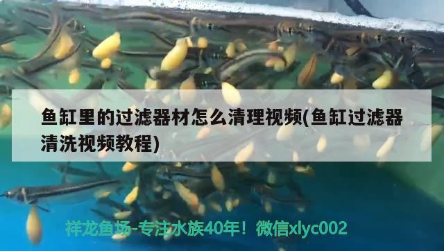 魚缸里的過濾器材怎么清理視頻(魚缸過濾器清洗視頻教程) ?；?異型虎魚/純色虎魚