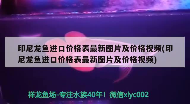 印尼龍魚進(jìn)口價(jià)格表最新圖片及價(jià)格視頻(印尼龍魚進(jìn)口價(jià)格表最新圖片及價(jià)格視頻) 觀賞魚進(jìn)出口