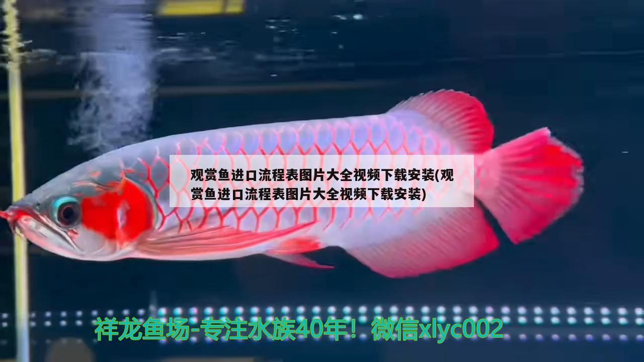 觀賞魚進口流程表圖片大全視頻下載安裝(觀賞魚進口流程表圖片大全視頻下載安裝) 觀賞魚進出口