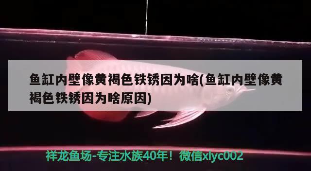 魚缸內(nèi)壁像黃褐色鐵銹因?yàn)樯?魚缸內(nèi)壁像黃褐色鐵銹因?yàn)樯对? 潛水泵