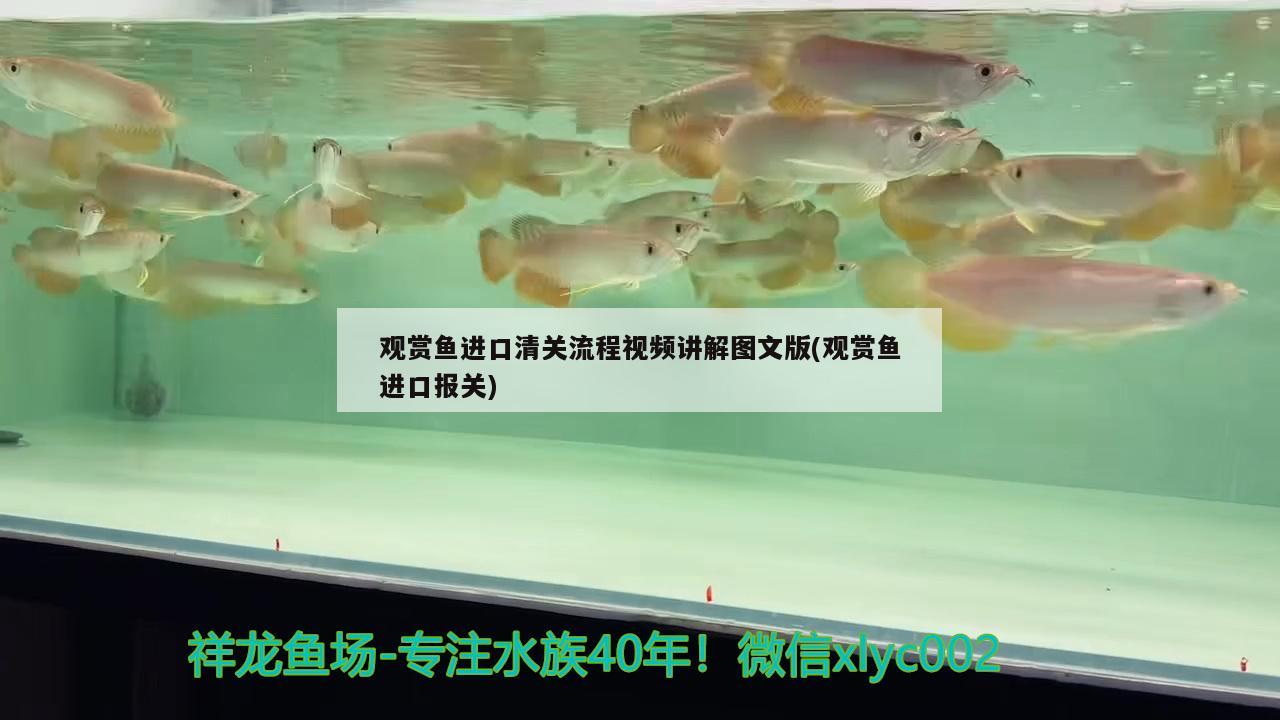 觀賞魚進(jìn)口清關(guān)流程視頻講解圖文版(觀賞魚進(jìn)口報(bào)關(guān)) 觀賞魚進(jìn)出口