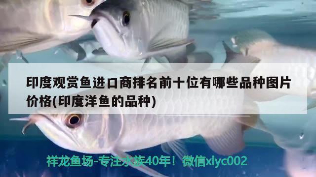 印度觀賞魚進口商排名前十位有哪些品種圖片價格(印度洋魚的品種) 觀賞魚進出口