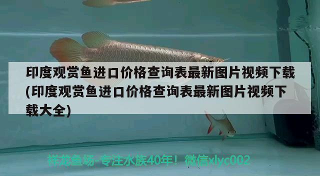 金龍魚魚王（小型兇猛的淡水魚）