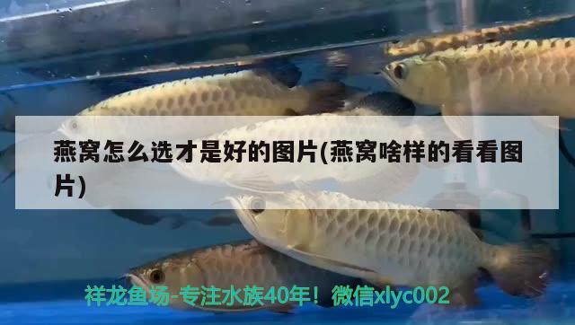 魚缸過濾視頻教程大全（魚缸底過濾器視頻教程） 其他品牌魚缸