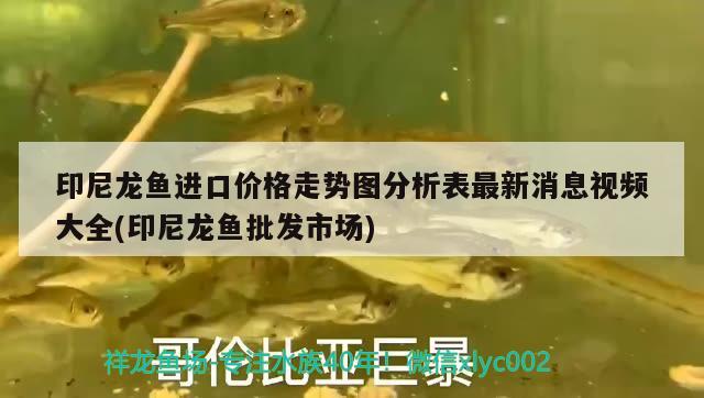 印尼龍魚進(jìn)口價格走勢圖分析表最新消息視頻大全(印尼龍魚批發(fā)市場) 龍魚批發(fā)