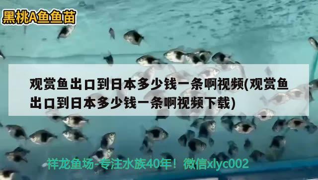 觀賞魚出口到日本多少錢一條啊視頻(觀賞魚出口到日本多少錢一條啊視頻下載) 觀賞魚進出口