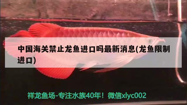 中國海關禁止龍魚進口嗎最新消息(龍魚限制進口)