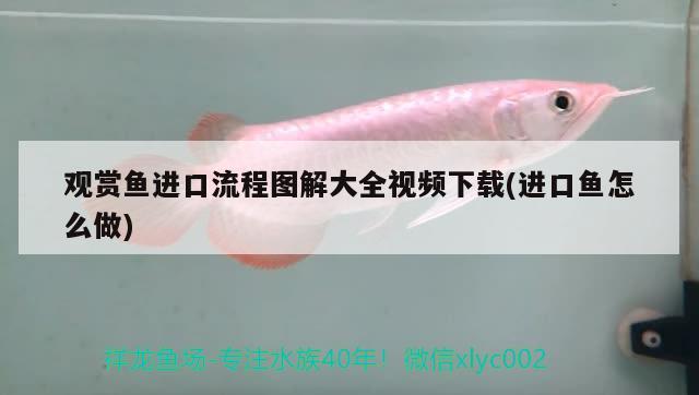 觀賞魚進口流程圖解大全視頻下載(進口魚怎么做)