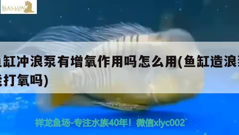 魚(yú)缸沖浪泵有增氧作用嗎怎么用(魚(yú)缸造浪泵能打氧嗎) 委內(nèi)瑞拉奧里諾三間魚(yú)