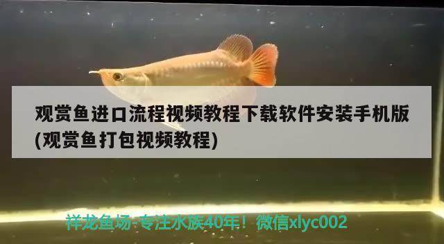 觀賞魚進(jìn)口流程視頻教程下載軟件安裝手機(jī)版(觀賞魚打包視頻教程) 觀賞魚進(jìn)出口