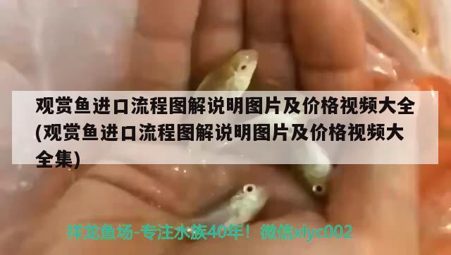 觀賞魚(yú)進(jìn)口流程圖解說(shuō)明圖片及價(jià)格視頻大全(觀賞魚(yú)進(jìn)口流程圖解說(shuō)明圖片及價(jià)格視頻大全集) 觀賞魚(yú)進(jìn)出口