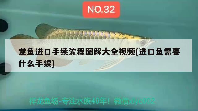 龍魚進口手續(xù)流程圖解大全視頻(進口魚需要什么手續(xù)) 觀賞魚進出口