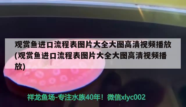 銀龍魚(yú)和皇冠魚(yú)混養(yǎng)好不好：龍魚(yú)可以和銀龍魚(yú)混養(yǎng) 龍魚(yú)專用燈