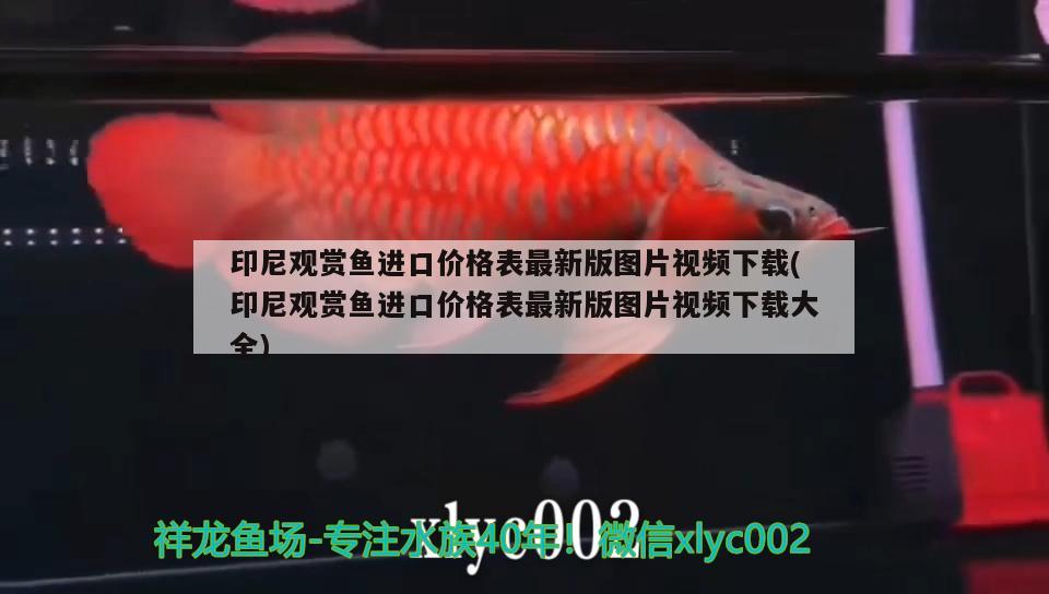 印尼觀賞魚進(jìn)口價(jià)格表最新版圖片視頻下載(印尼觀賞魚進(jìn)口價(jià)格表最新版圖片視頻下載大全)