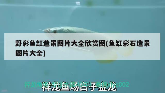 野彩魚缸造景圖片大全欣賞圖(魚缸彩石造景圖片大全) 野彩魚