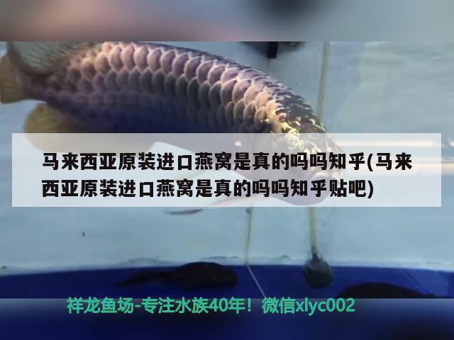 三間鼠魚壽命：三間鼠魚生長速度 三間鼠魚 第1張