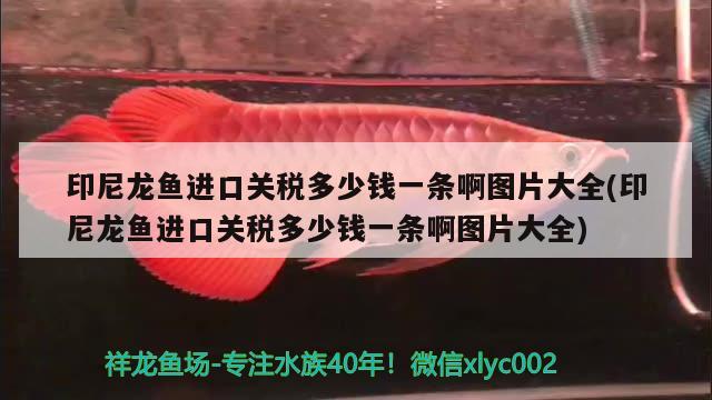 印尼龍魚進口關稅多少錢一條啊圖片大全(印尼龍魚進口關稅多少錢一條啊圖片大全) 觀賞魚進出口