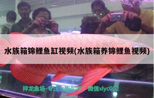 水族箱錦鯉魚缸視頻(水族箱養(yǎng)錦鯉魚視頻) 魚缸/水族箱