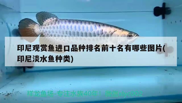 印尼觀賞魚進口品種排名前十名有哪些圖片(印尼淡水魚種類) 觀賞魚進出口