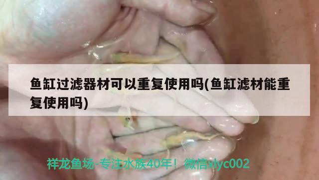 魚缸過濾器材可以重復(fù)使用嗎(魚缸濾材能重復(fù)使用嗎) 魟魚百科