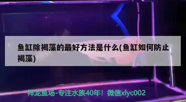 馬騮羅漢和金花羅漢有什么區(qū)別圖片：馬騮羅漢苗 觀賞魚 第3張