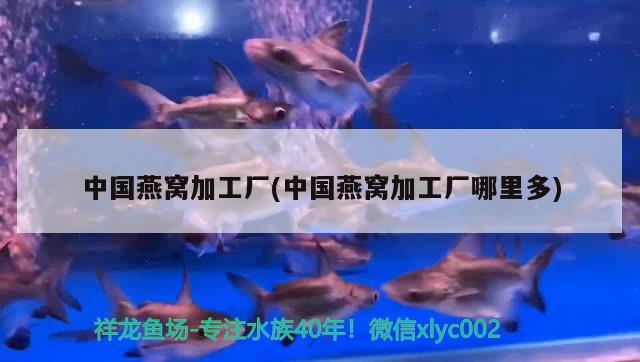 金魚(yú)缸石頭是什么石  白化巴西龜（白巴） 第2張