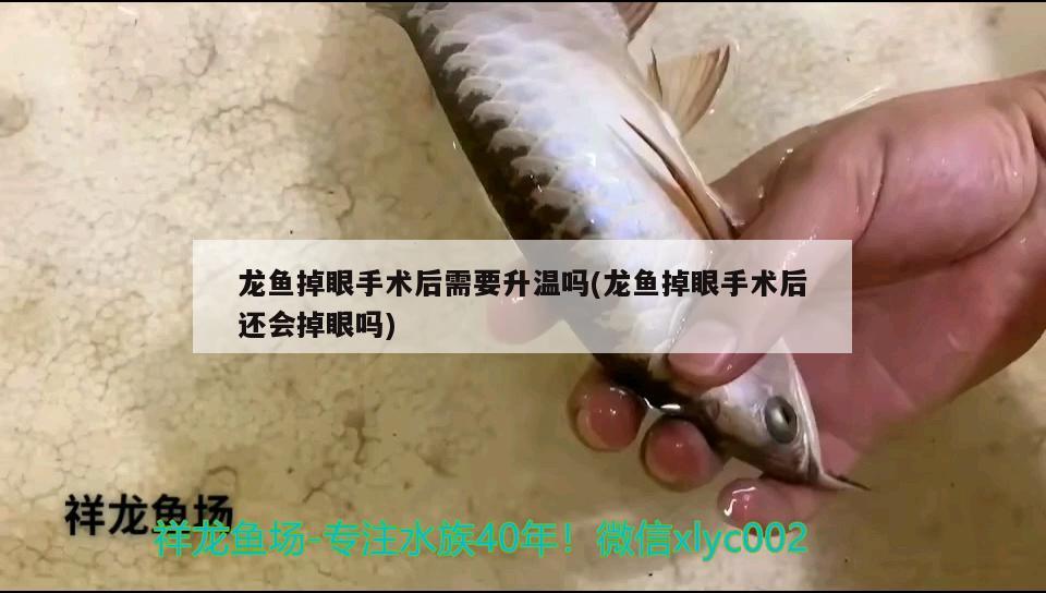 龍魚掉眼手術(shù)后需要升溫嗎(龍魚掉眼手術(shù)后還會掉眼嗎)