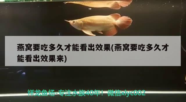 燕窩要吃多久才能看出效果(燕窩要吃多久才能看出效果來) 馬來西亞燕窩