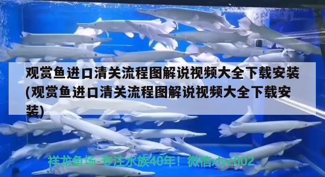 觀賞魚進口清關(guān)流程圖解說視頻大全下載安裝(觀賞魚進口清關(guān)流程圖解說視頻大全下載安裝) 觀賞魚進出口