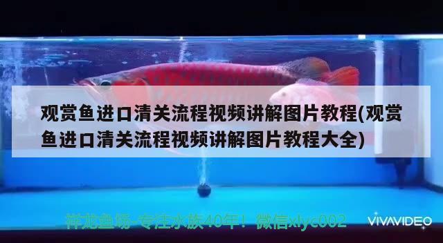 觀賞魚進口清關(guān)流程視頻講解圖片教程(觀賞魚進口清關(guān)流程視頻講解圖片教程大全)