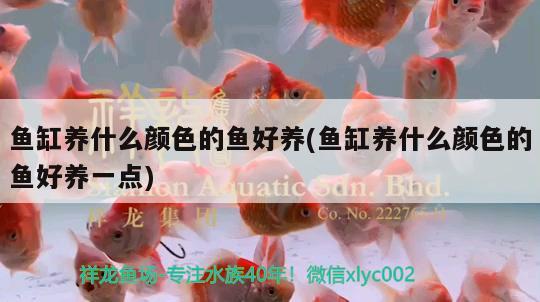 金魚(yú)缸石頭是什么石  白化巴西龜（白巴） 第1張