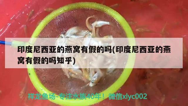 收球蘇虎方塊蘇虎 蘇虎 第3張