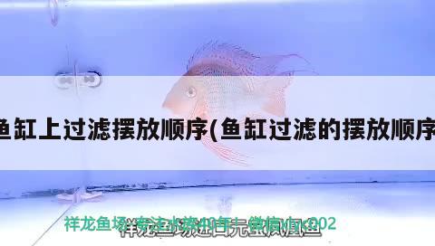 哈爾濱海水觀賞魚(哈爾濱哪里有水族館) 龍魚麻藥（祥龍Nika） 第1張