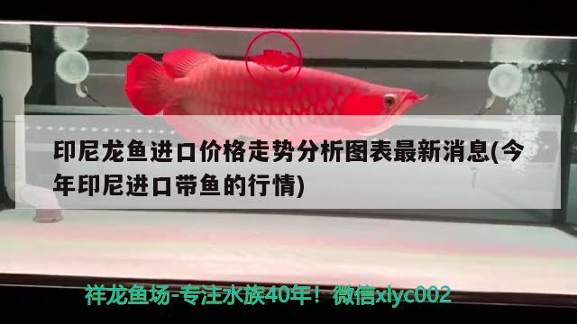 六安魚(yú)缸定做廠家地址在哪里呀（六安魚(yú)缸定做廠家地址在哪里呀多少錢(qián)） 大白鯊魚(yú)苗 第2張