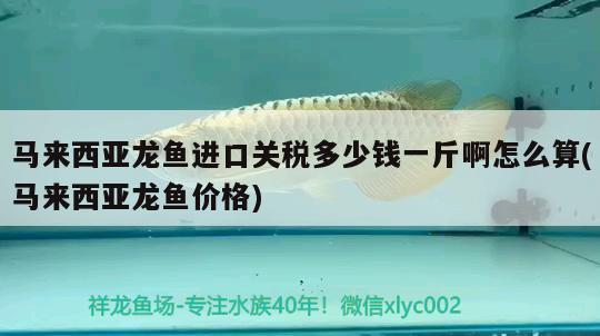 馬來西亞龍魚進口關稅多少錢一斤啊怎么算(馬來西亞龍魚價格) 觀賞魚進出口