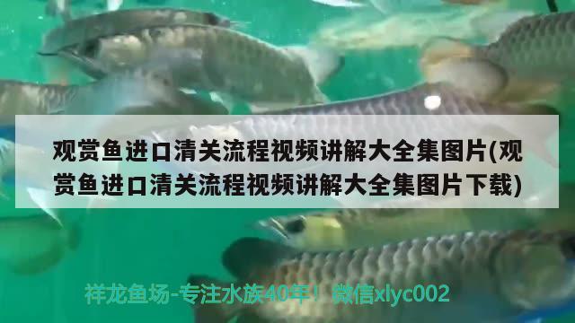 觀賞魚進口清關流程視頻講解大全集圖片(觀賞魚進口清關流程視頻講解大全集圖片下載) 觀賞魚進出口