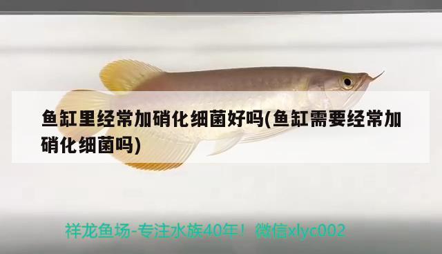 魚(yú)缸里經(jīng)常加硝化細(xì)菌好嗎(魚(yú)缸需要經(jīng)常加硝化細(xì)菌嗎) 硝化細(xì)菌